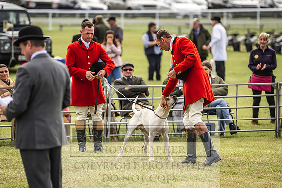 Builth Hound Show 2022-3