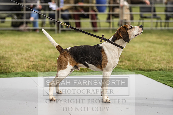 Builth Hound Show 2022-2