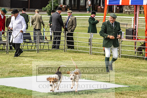 Builth Hound Show 2022-11