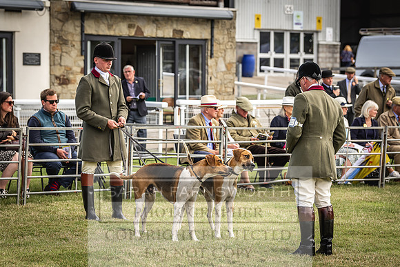 Builth Hound Show 2022-14