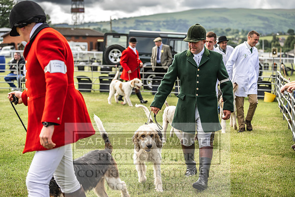Builth Hound Show 2022-7