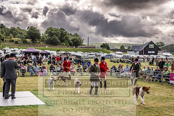 Builth Hound Show 2022-16
