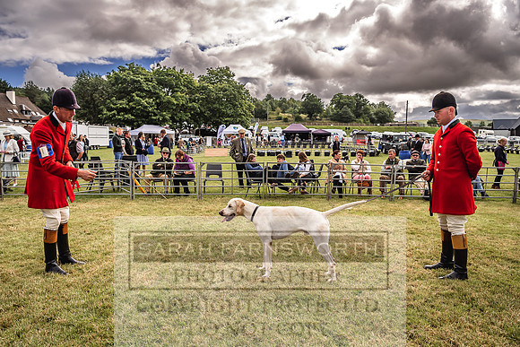Builth Hound Show 2022-6