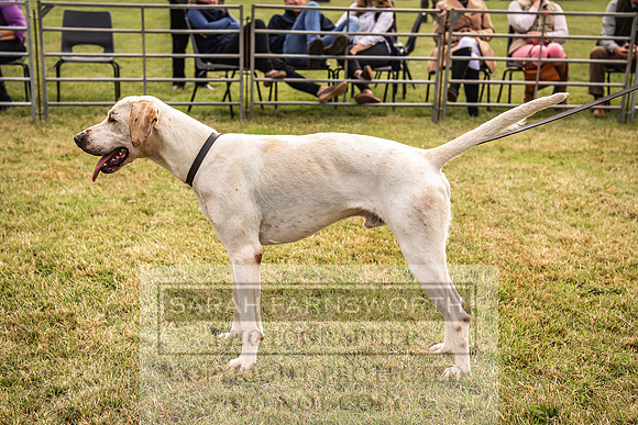Builth Hound Show 2022-5