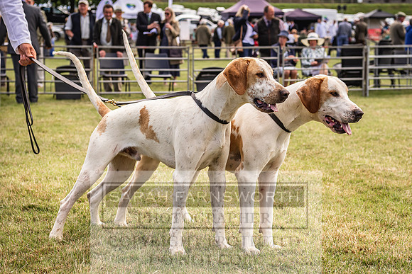 Builth Hound Show 2022-18