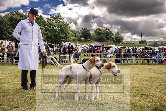 Builth Hound Show 2022-20