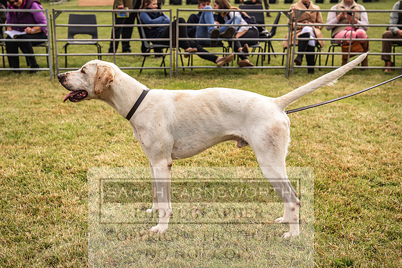Builth Hound Show 2022-4