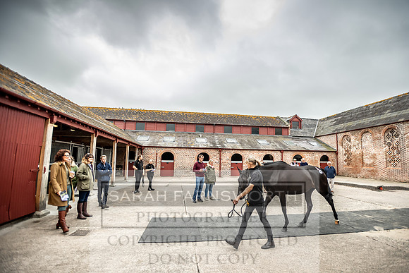 GUK Yorton Sale 2019-222