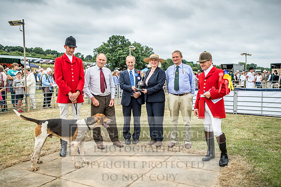 Honiton Hound Show 2018-7