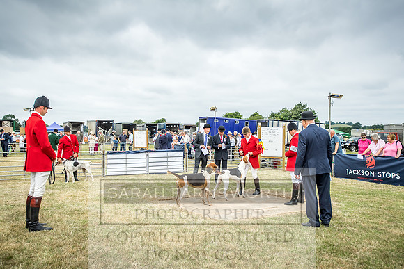 Honiton Hound Show 2018-5