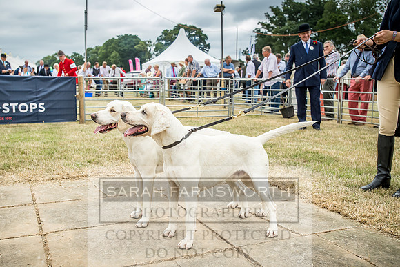 Honiton Hound Show 2018-15