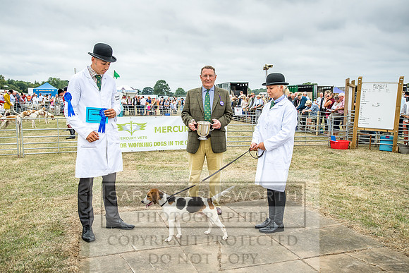Honiton Hound Show 2018-11