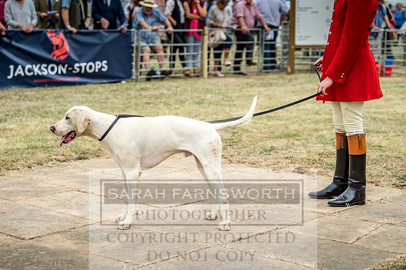 Honiton Hound Show 2018-14