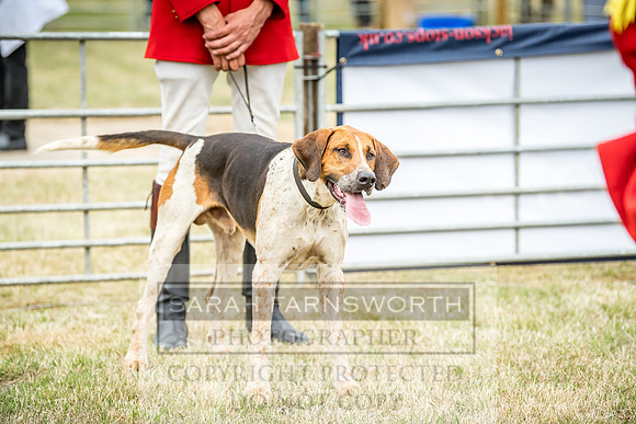 Honiton Hound Show 2018-6