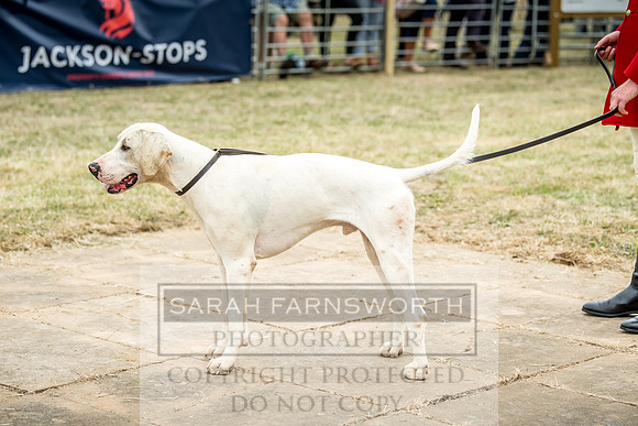 Honiton Hound Show 2018-13
