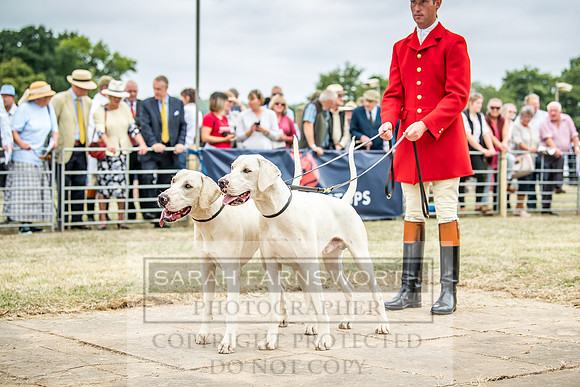 Honiton Hound Show 2018-9