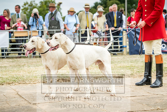 Honiton Hound Show 2018-10