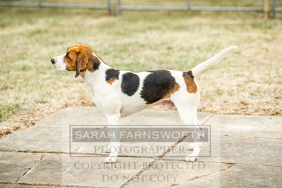 Honiton Hound Show 2018-12