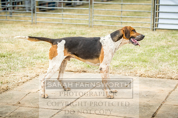 Honiton Hound Show 2018-8
