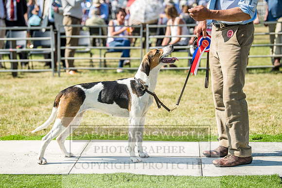 Builth Hound Show 2018-143