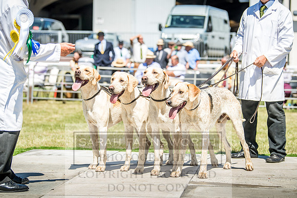 Builth Hound Show 2018-74