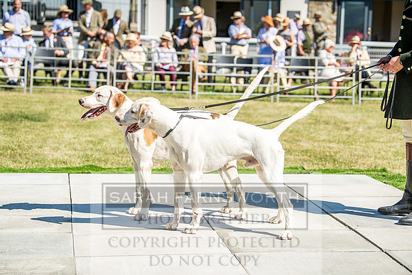 Builth Hound Show 2018-15