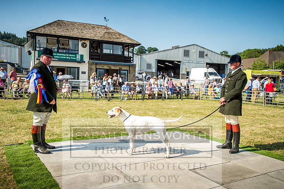 Builth Hound Show 2018-171