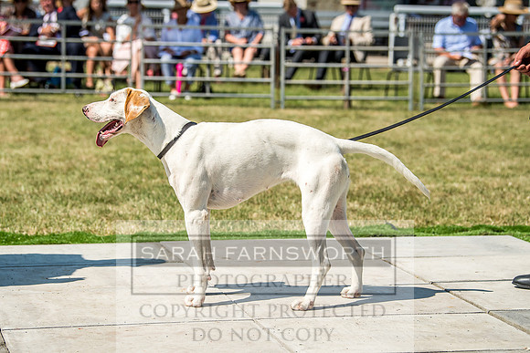 Builth Hound Show 2018-128
