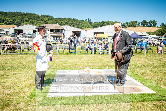 Builth Hound Show 2018-113