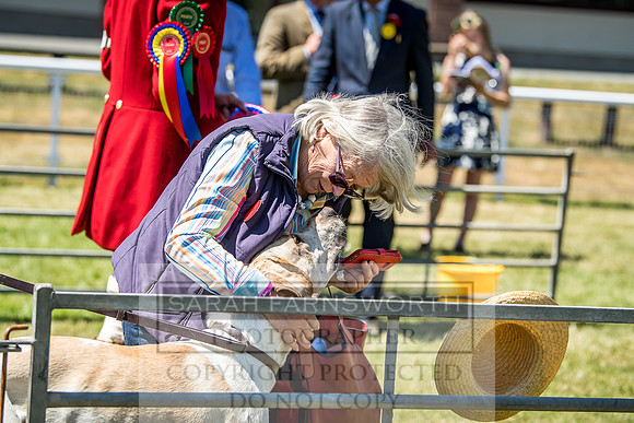 Builth Hound Show 2018-105