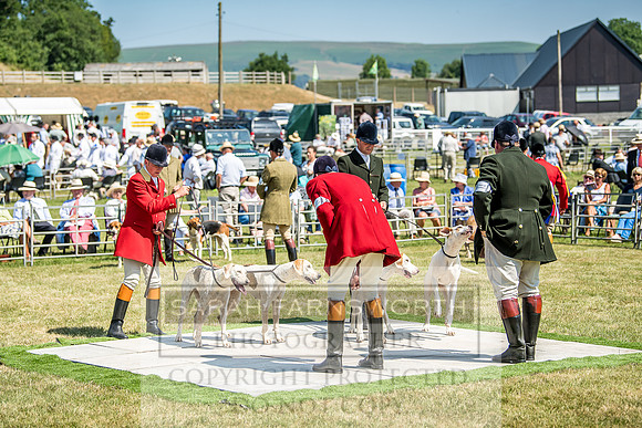 Builth Hound Show 2018-123