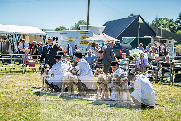 Builth Hound Show 2018-58