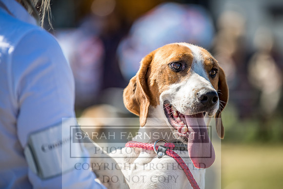 Builth Hound Show 2018-27