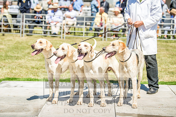 Builth Hound Show 2018-73