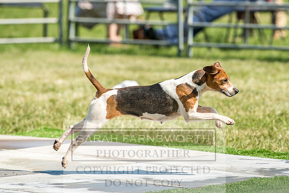 Builth Hound Show 2018-133