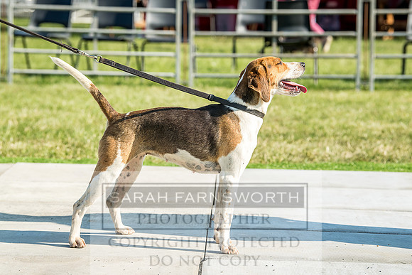 Builth Hound Show 2018-195