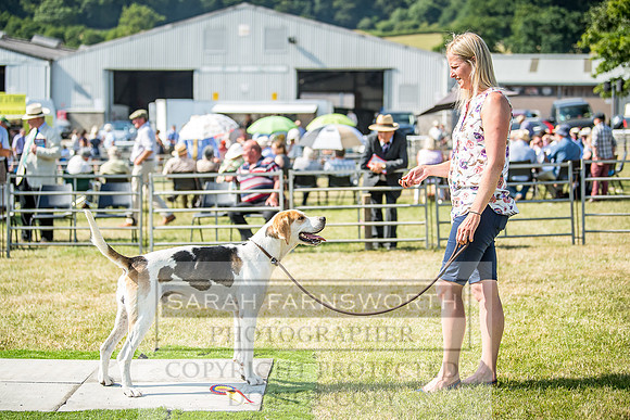 Builth Hound Show 2018-150