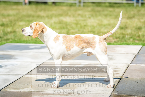 Builth Hound Show 2018-110