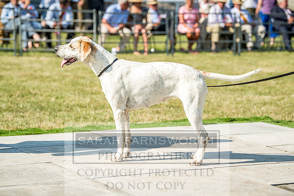 Builth Hound Show 2018-170