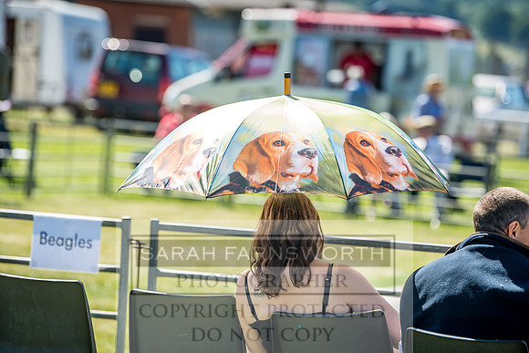 Builth Hound Show 2018-21