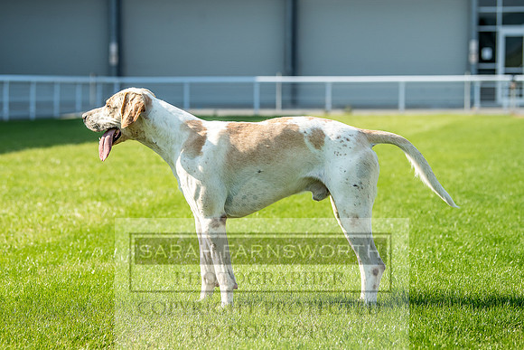 Builth Hound Show 2018-182