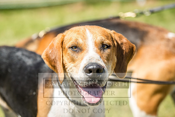 Builth Hound Show 2018-55