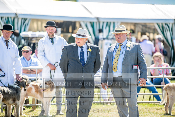 Builth Hound Show 2018-34