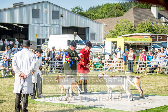 Builth Hound Show 2018-173