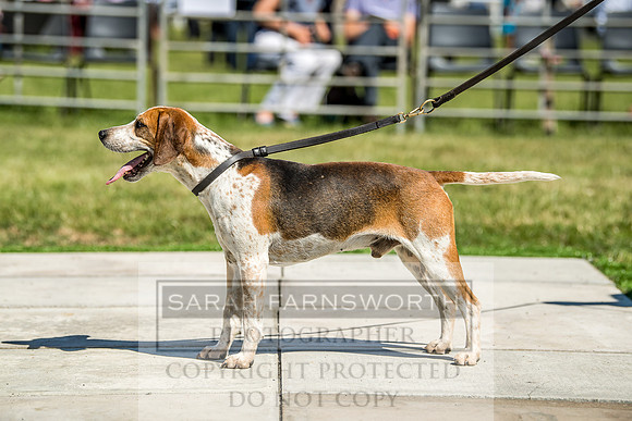 Builth Hound Show 2018-43