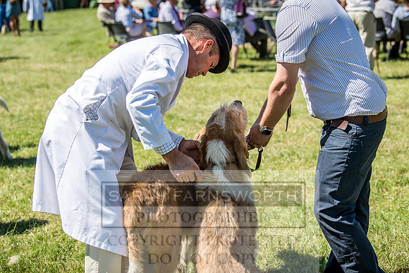 Builth Hound Show 2018-47