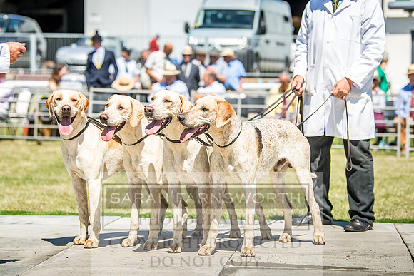 Builth Hound Show 2018-77