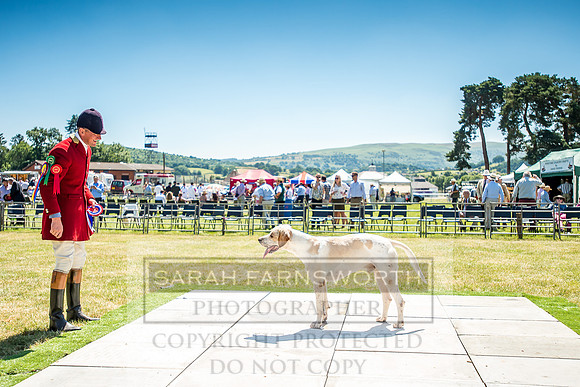 Builth Hound Show 2018-102