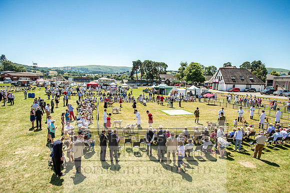 Builth Hound Show 2018-88