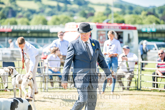 Builth Hound Show 2018-29